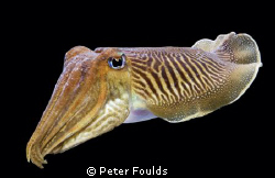 Cuttlefish by Peter Foulds 